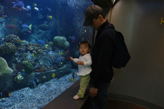 Look Daddy, Fish